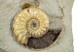 Glowing Fossil Ammonite (Asteroceras) - Dorset, England #279472-2